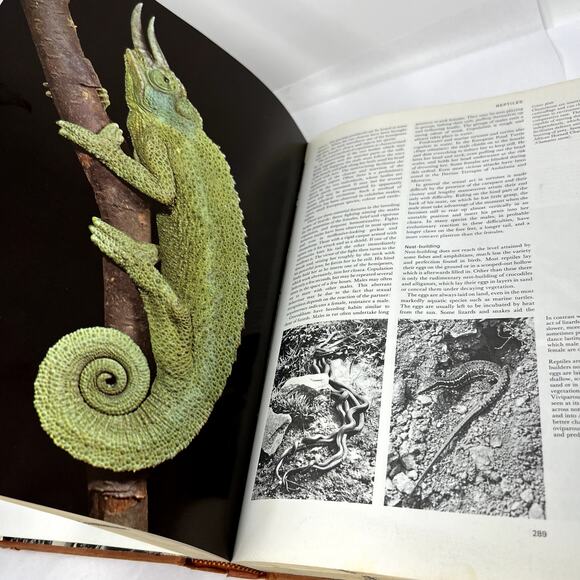 Larousse Encyclopedia of Animal Life - 1967 Paul Hamlyn Limited hard Cover VTG - Picture 13 of 13